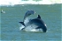 Surfing at Mansfield (12-06-03) - Channel Dolphins